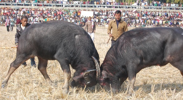“Magh Bihu” traditional Buffalo fight cancelled in Assam due to rise in Covid cases