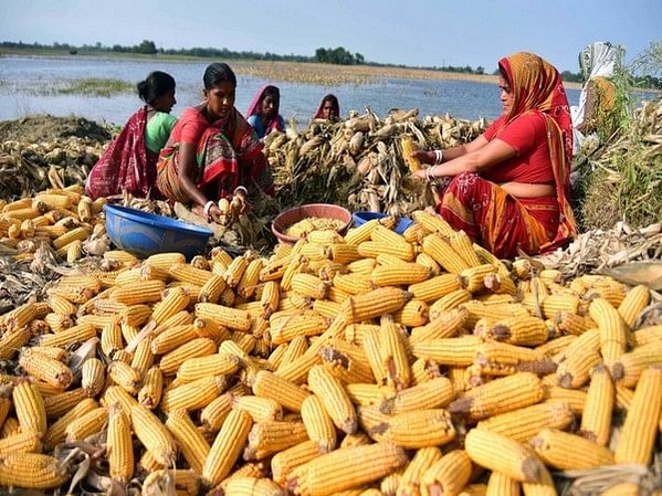 India’s maize exports at an all-time high of USD 816.31 million
