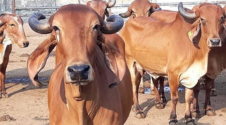 Hindu Rohtak closed in protest against cow slaughter in Rohda