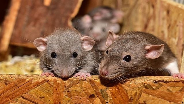 Did rats not lead to the Black Death that killed millions in Europe?