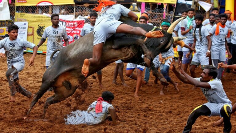 ‘Jallikattu’: Bull Tamers, Spectators Gored to Death, Dozens Hurt in Tamil Nadu