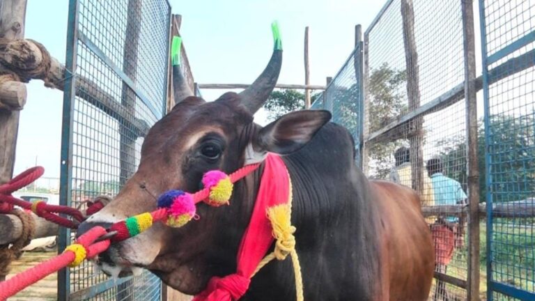 Rubber Bushes for Bull Horns in Tamil Nadu’s Pudukkottai for Injury-free Event