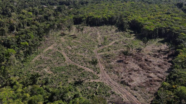 Amazon Deforestation Rose by 150% During Brazil Ex-President Bolsonaro’s Final Month in Charge