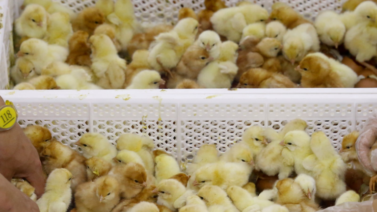 France Fails to Implement New Year’s Resolution, to Continue Culling Male Chicks